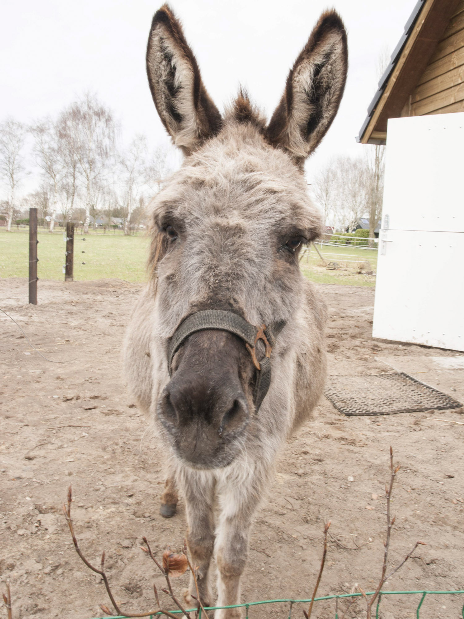 afbeeldingStal Hippolytushoef